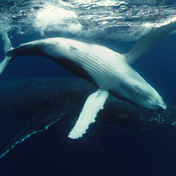Swimming With Humpbacks | Image Flux