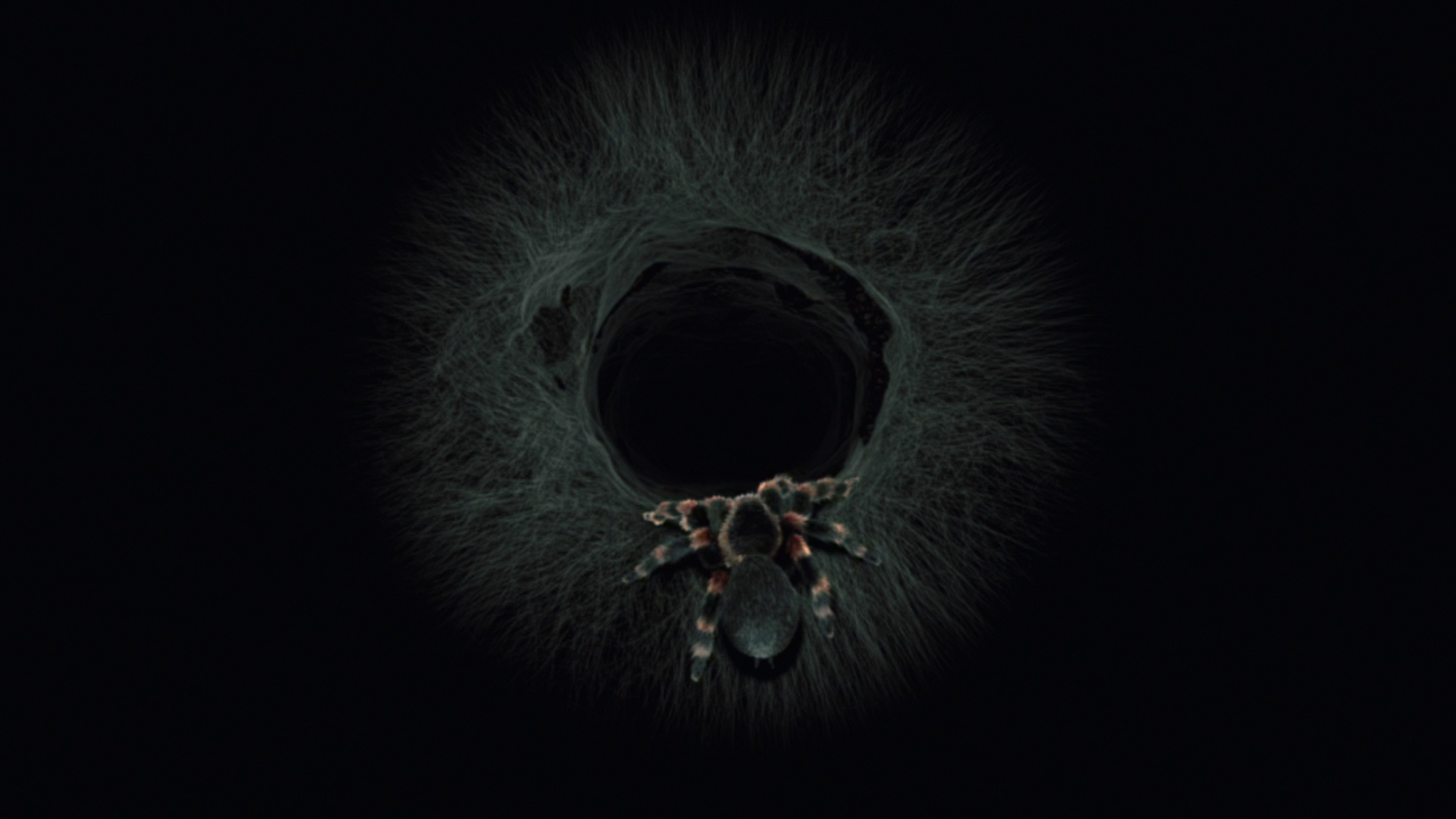 A red kneed tarantula crawling into a dark tunnel made of spider web.